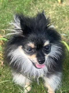愛犬の玄(げん)